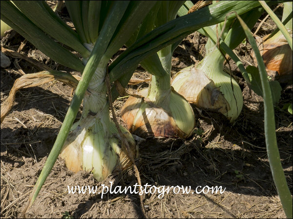 Calibra Onion is a long day onion and rated as a good keeper.